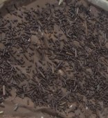 300- Brigadeiro