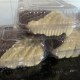 Brownie dois Amores peso aprox:145gr (Novidade)